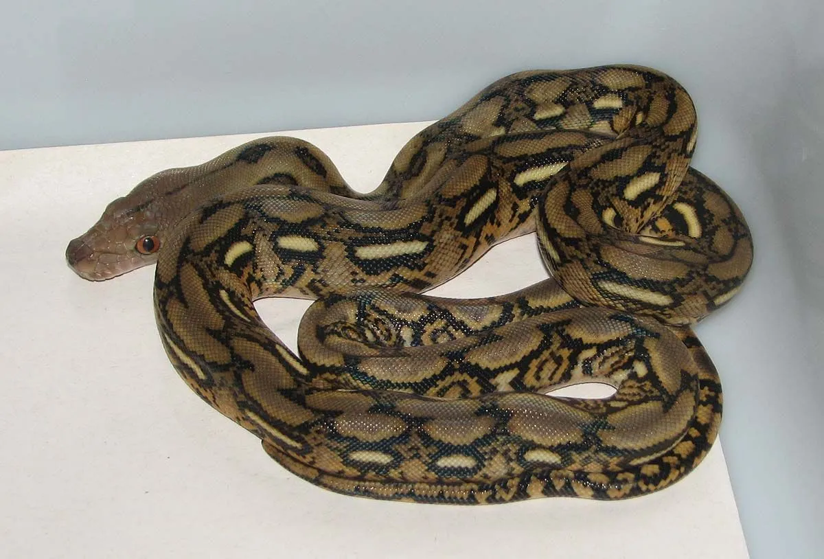Baby Retics pics