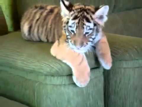 Baby Tiger and Dog are the best friends - YouTube Baby Tiger and Dog are the best friends - YouTube
