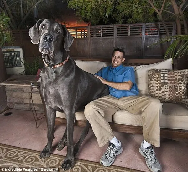 Img Perro Mas Bonito Del Mundo - JoBSPapa.