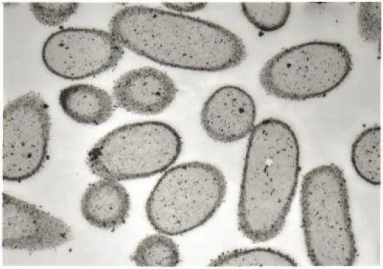 Dibujos para colorear de bacterias - Imagui Dibujos para colorear de bacterias - Imagui