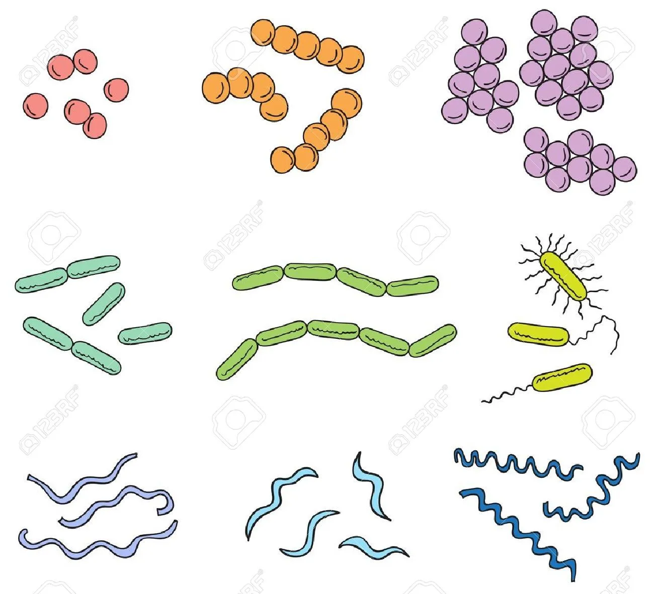 Bacteria Imágenes De Archivo, Vectores, Bacteria Fotos Libres De ...