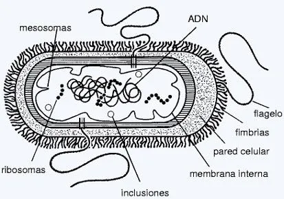 Celulas procariotas para dibujar - Imagui