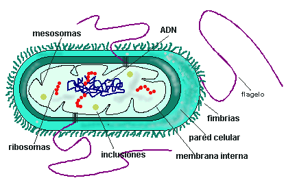 Bacterias