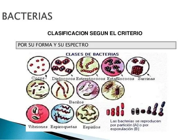 bacterias-16-638.jpg?cb=1381721001