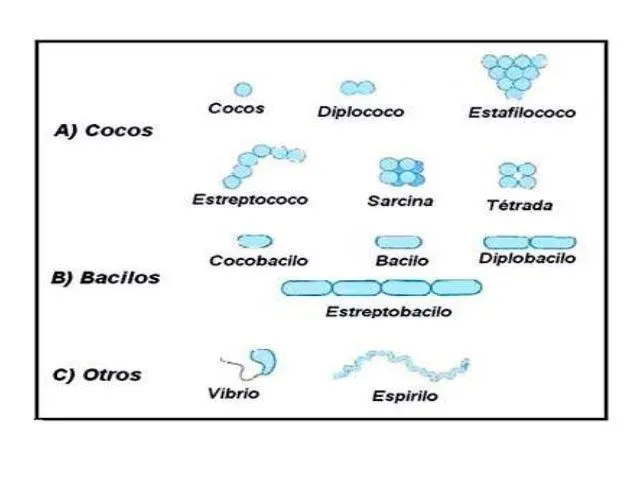 bacterias-cocos-y-bacilos-6- ...