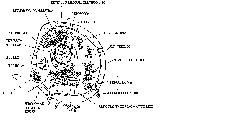 Celula humana para colorear - Imagui