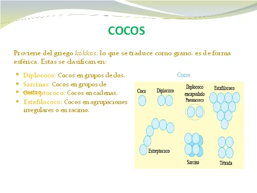 Bacterias, definición y clases - Monografias.com Bacterias, definición y clases - Monografias.com