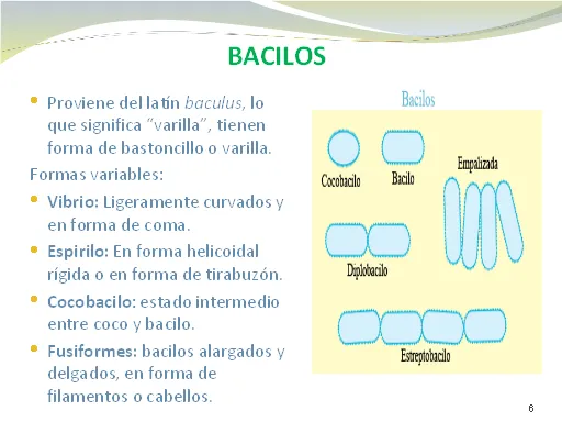 Bacterias, definición y clases - Monografias.com Bacterias, definición y clases - Monografias.com