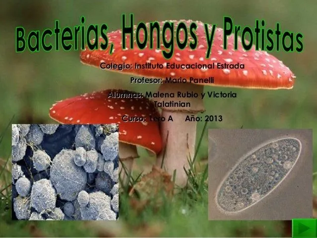 Bacterias y hongos - Imagui
