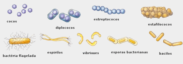 Pequeños seres vivos invisibles: "Bacterias" (página 2 ...