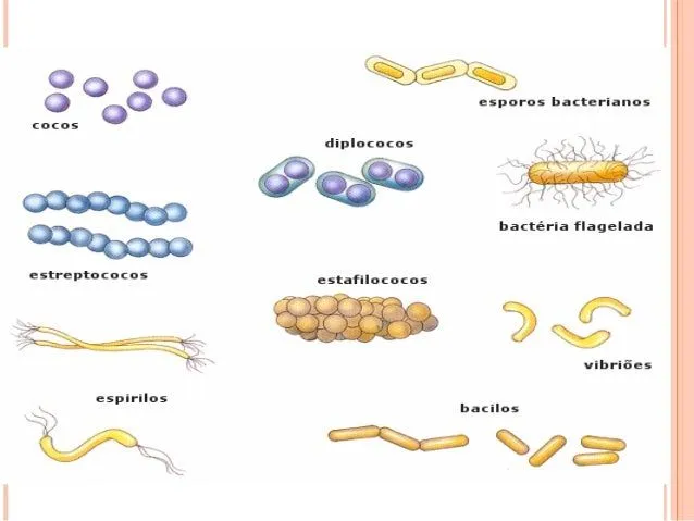 bacterias-y-virus-cuarto-17- ...