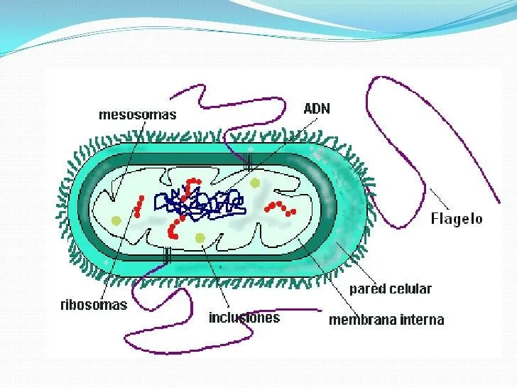 bacteriasmodo-bsico-7-728.jpg? ...