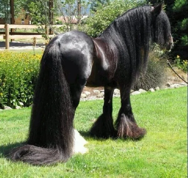 baila baila on Twitter: "Un caballo negro con pelo largo - a black ... baila baila on Twitter: "Un caballo negro con pelo largo - a black ...