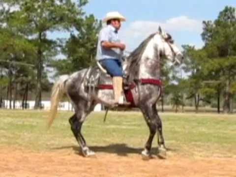 Andalusian Caballos Bailadores con Banda -- El Bandido Bailando El ...
