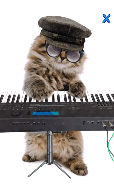 Bailando gato ronroneo - Aplicaciones Android en Google Play