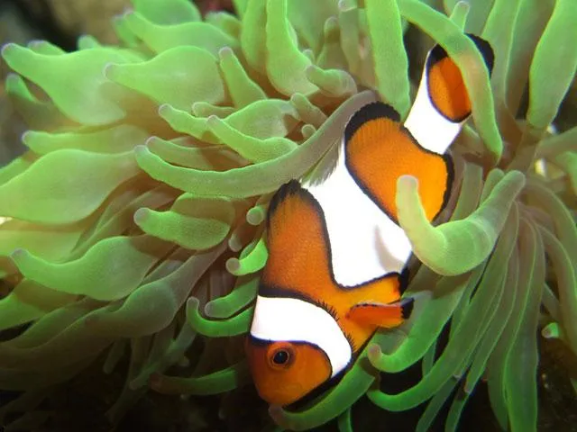 El baile de Nemo: los movimientos del pez payaso benefician a las ...