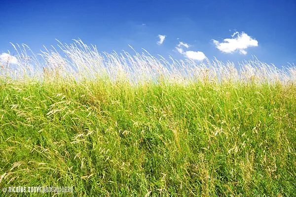 Fondos de cielo CON PASTO - Imagui