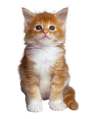 Gatos angoras bebés - Imagui
