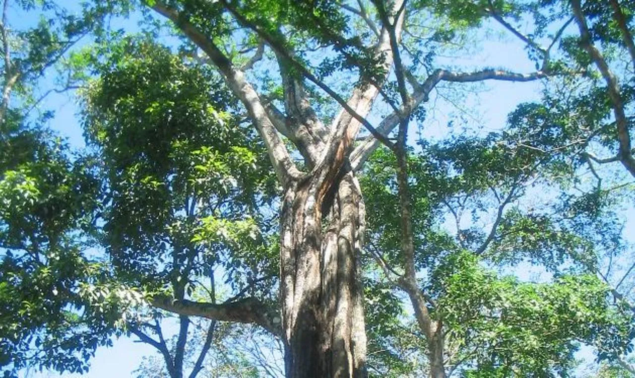 El Bálsamo de El Salvador: El otro Árbol Nacional | Guanacos