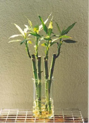 Bambú, ¿en tierra o en agua? | Plantas de interior y exterior Bambú, ¿en tierra o en agua? | Plantas de interior y exterior