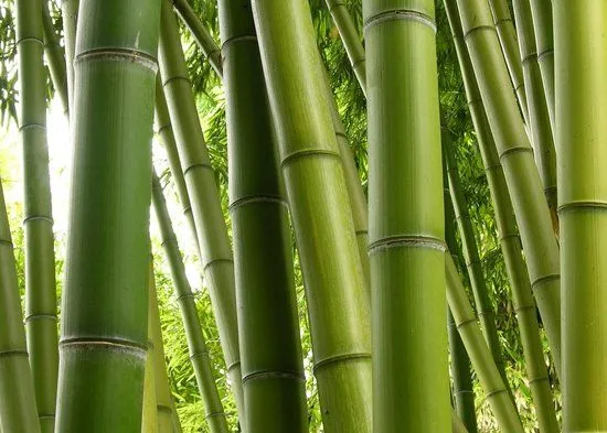 Bambu - Nassau - Reviews of Bambu - TripAdvisor Bambu - Nassau - Reviews of Bambu - TripAdvisor
