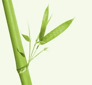 El bambú, una planta de moda | Solonosotras. El bambú, una planta de moda | Solonosotras.