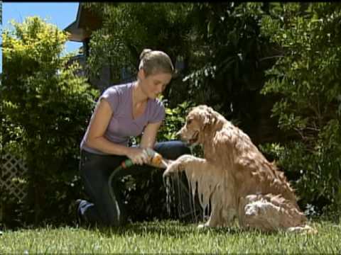 COMO BAÑAR AL PERRO - YouTube