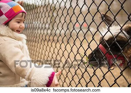 Banco de Fotografías - niña, el mirar, animal, por, cerca del ... Banco de Fotografías - niña, el mirar, animal, por, cerca del ...