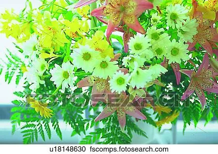 Banco de Fotografías - objeto, decoración, vida, planta, flor ...