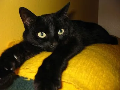Banco de Fotos gratis: Foto de un gato negro descansado muy agusto