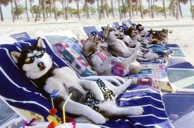 Banco de Fotos gratis: Perros asoleandose