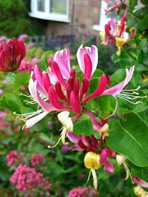 Banco de Imagenes Gratis .Com: 60 fotografías de las flores más ... Banco de Imagenes Gratis .Com: 60 fotografías de las flores más ...