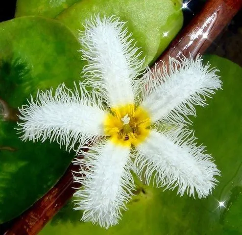 Banco de Imagenes Gratis .Com: 60 fotografías de las flores más ... Banco de Imagenes Gratis .Com: 60 fotografías de las flores más ...