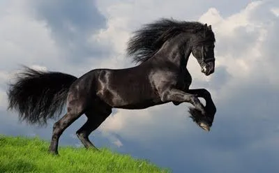 Frases bonitas de caballos - Imagui
