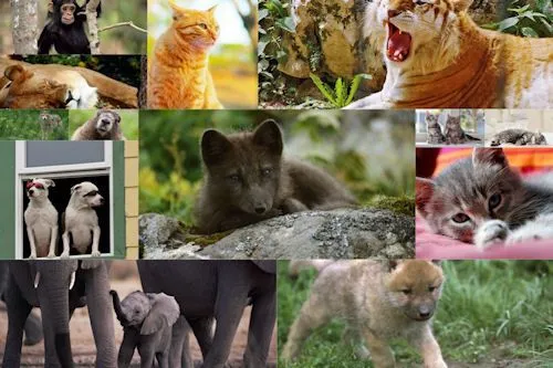 RADIOENLACESATELITE - ANIMALITOS