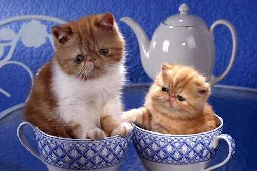 Fotografías de gatitos (7 elementos) | Banco de Imagenes Fotografías de gatitos (7 elementos) | Banco de Imagenes