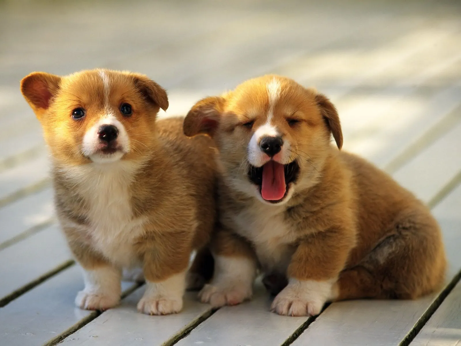 Banco de Imagenes Gratis .Com: Un par de perritos muy bonitos - Little ... Banco de Imagenes Gratis .Com: Un par de perritos muy bonitos - Little ...