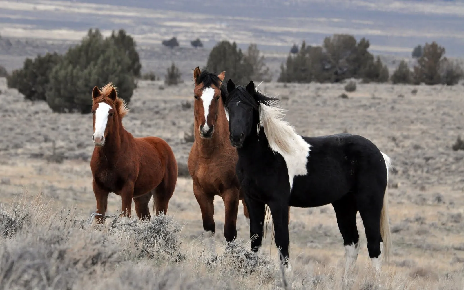 Banco de Imágenes Gratis: Fotografías de caballos I (Equinos de ... Banco de Imágenes Gratis: Fotografías de caballos I (Equinos de ...