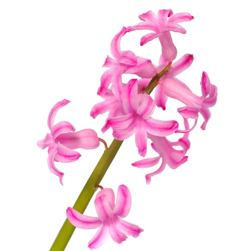 9 fotografías gratis de flores color rosa, fucsia y lila. | Banco ... 9 fotografías gratis de flores color rosa, fucsia y lila. | Banco ...