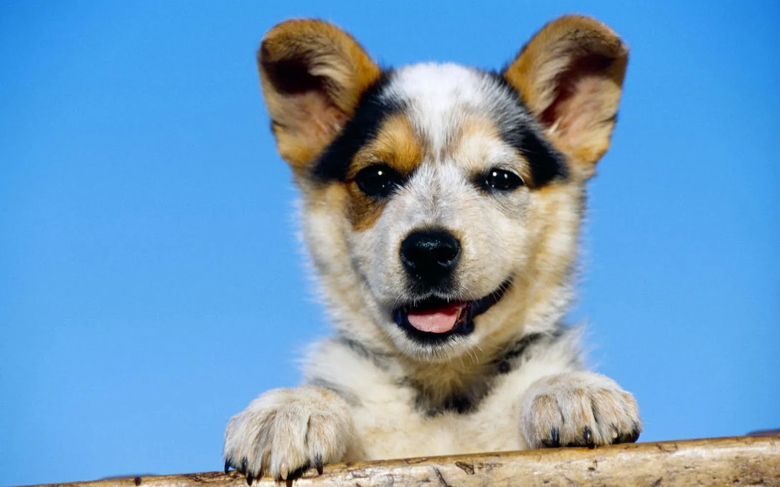Imágenes y fotografías de perritos VII (10 wallpapers HD) | Enter ... Imágenes y fotografías de perritos VII (10 wallpapers HD) | Enter ...