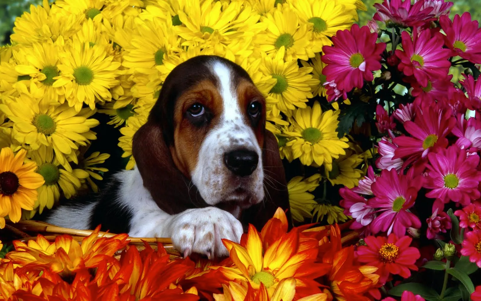 Imágenes y fotografías de perritos VII (10 wallpapers HD) | Banco ... Imágenes y fotografías de perritos VII (10 wallpapers HD) | Banco ...