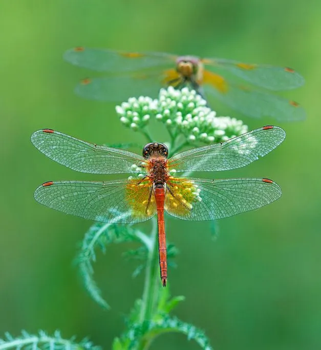 Libélulas en mi jardín - Dragonflies - Insectos increíbles | Banco ... Libélulas en mi jardín - Dragonflies - Insectos increíbles | Banco ...