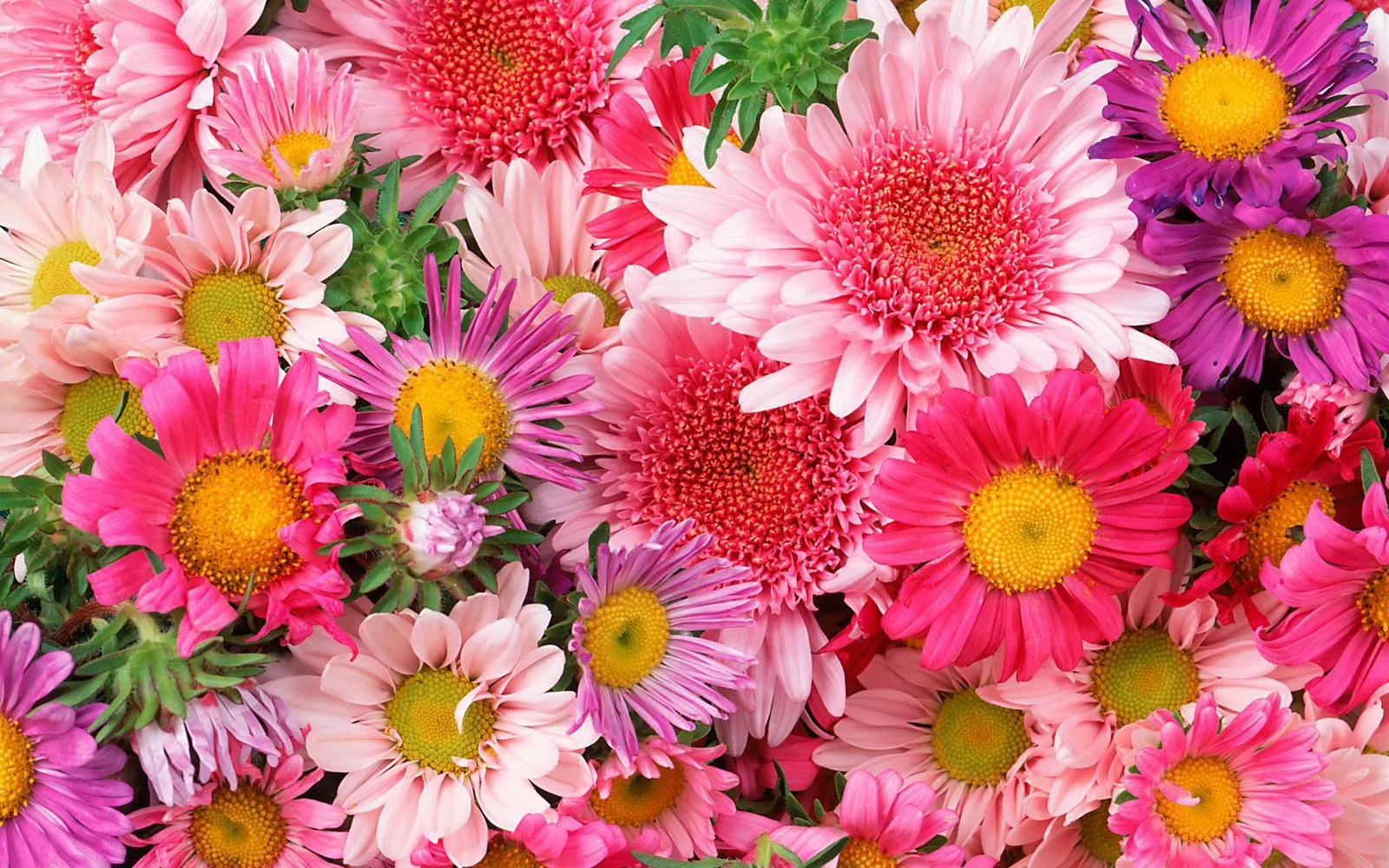 BANCO DE IMÁGENES: Las mejores imágenes de flores en el mundo (33 ...
