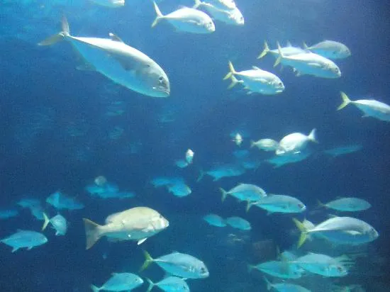 Con un banco de peces - Picture of Oceanografic, Valencia ... Con un banco de peces - Picture of Oceanografic, Valencia ...