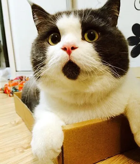 Banye, 'el gato sorprendido', causa furor en internet [Fotos ...
