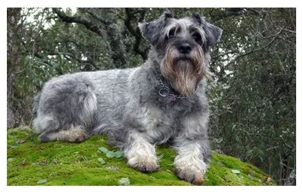 Barbadura Schnauzer | Schnauzer Miniatura y Mediano Barbadura Schnauzer | Schnauzer Miniatura y Mediano