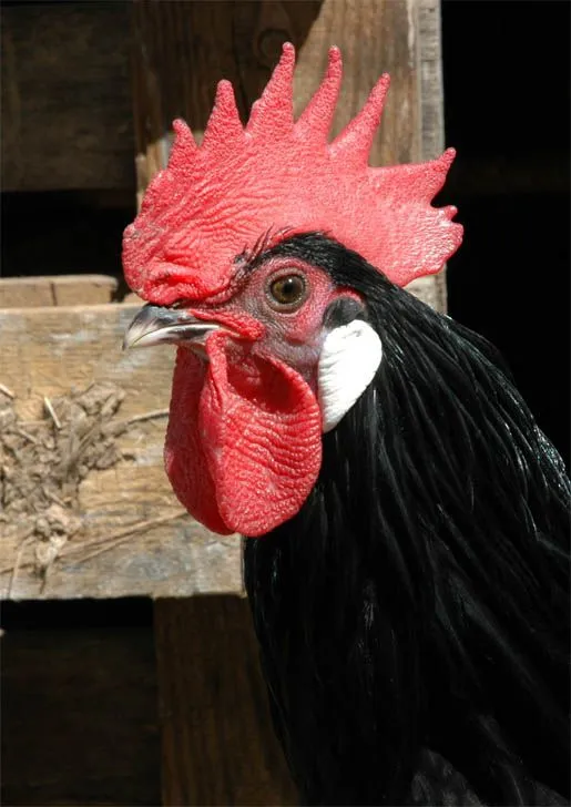 Barracuda » GALLO CASTELLANO NEGRO