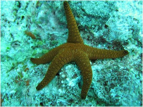 La Gran Barrera de Coral, en peligro de extinción | LaReserva La Gran Barrera de Coral, en peligro de extinción | LaReserva