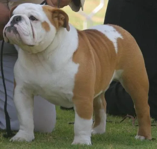 Base de datos de pedigrees y ejemplares de bulldog inglés Base de datos de pedigrees y ejemplares de bulldog inglés