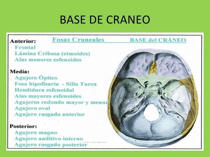 base-de-craneo-clase-3-35-728. ...